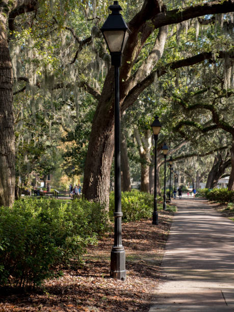 istock Vertical shot of a pathway surrounded by trees in a park 1461589162