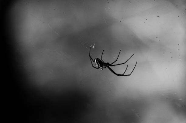 istock Selective focus shot of a spider sewing a web 1461589187