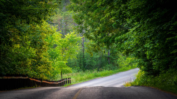 A landscape view of a road through the forest