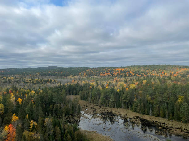 Cloudy summer day at the Algonquin Provincial Park in Ontario, Canada with greenery everywhere