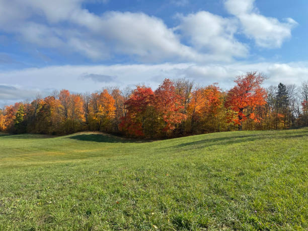istock Bright autumn day outdoors in a park with lush greenery under the cloudy sky 1461590387