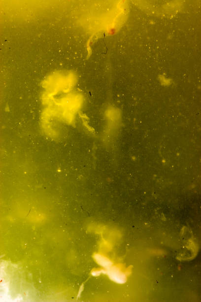 istock Vertical shot of yellow dirty liquid 1461590420