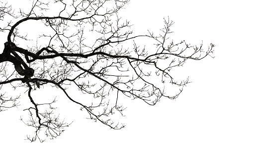 Branches of a bare tree isolated on white background. Natural background silhouette photo