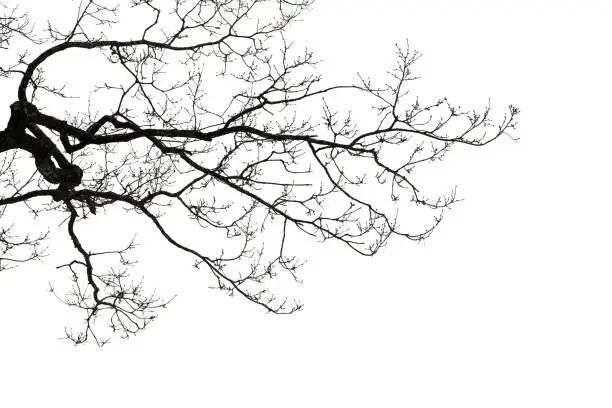 Branches of a bare tree isolated on white background. Natural background silhouette photo