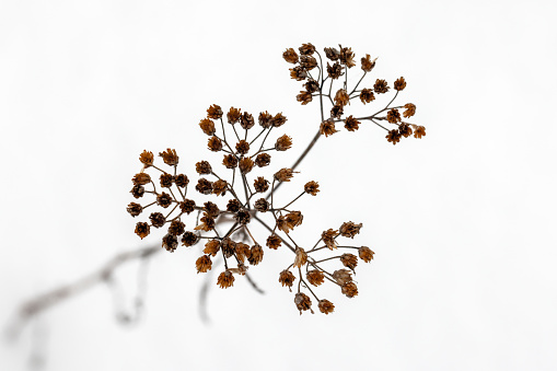Dry flowers over white snow, close up photo with selective soft focus, winter natural background