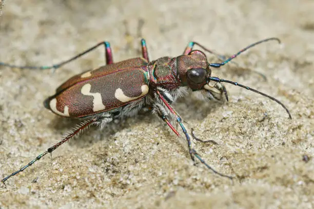 Photo of Close up of northern dune tiger beetle, Cicindela hydrida