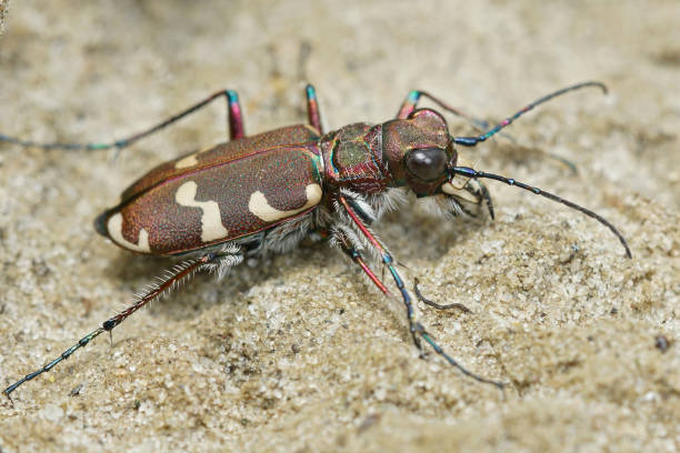 close up of northern dune tiger beetle, cicindela hydrida - 班蝥 個照片及圖片檔