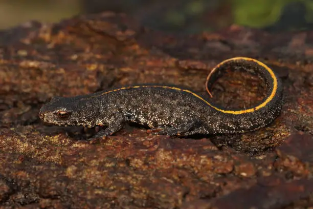 Closeup on a terrestrial  subadult Balkan crested newt,  Triturus ivanbureschi, on a piece of wood