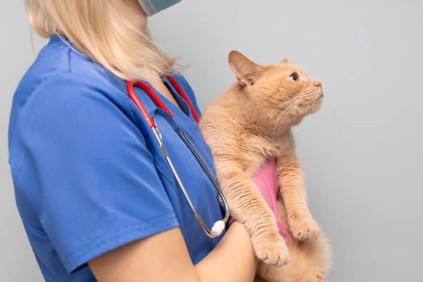 istock veterinarian holding a cat in the clinic. 1461591087