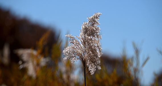 A pampas grass in a field in the daytime.