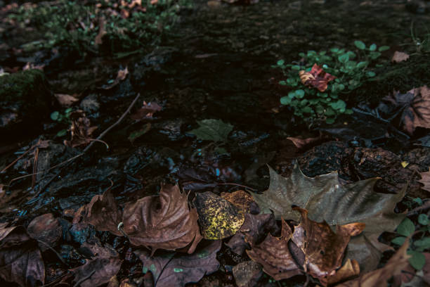 A stream with fallen autumn leaves in a forest