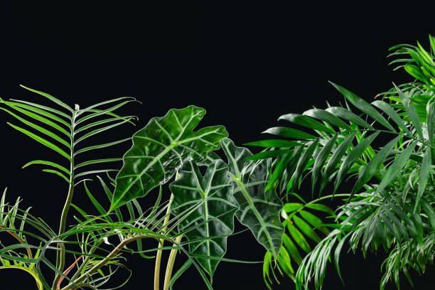 istock Tropical House Plants Leaves on Black Background 1461592809