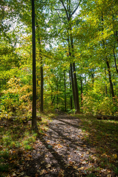 istock Vertical shot of thin tall green trees in a forest 1461593015