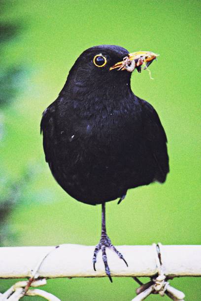 istock Closeup of a common blackbird (Turdus merula) with worms in its beak 1461593019