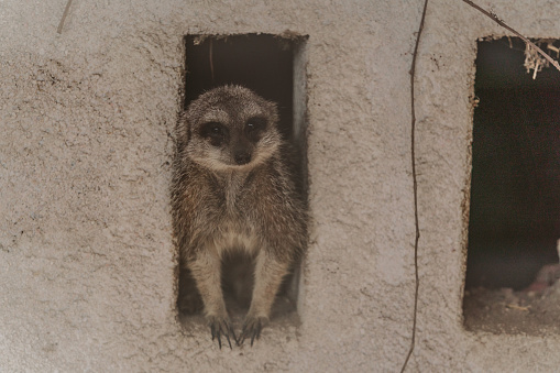 A closeup shot of a small Meerkat sitting in its house in the zoo