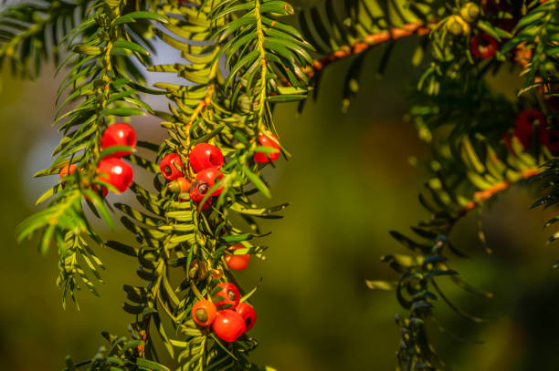 arbusto rowan com frutos vermelhos maduros à luz do sol. - pyrinae - fotografias e filmes do acervo