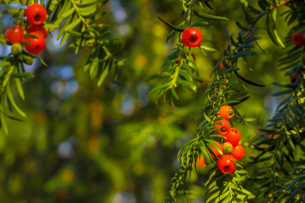 arbusto rowan com frutos vermelhos maduros à luz do sol. - pyrinae - fotografias e filmes do acervo