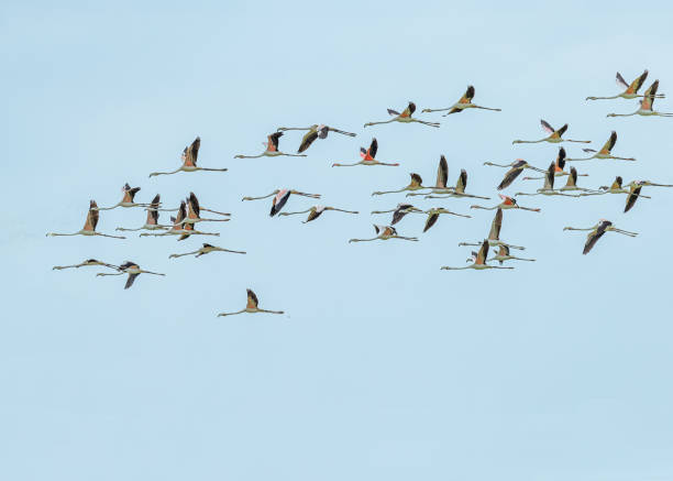 istock Exoflamingos flying in the blue sky 1461593172