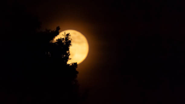 istock Silhouette of plant branches on a full moon background at night 1461593438