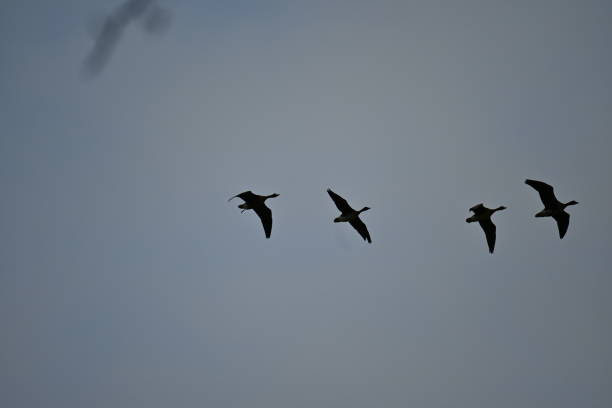 istock Flock of flying ducks in the blue sky 1461593535
