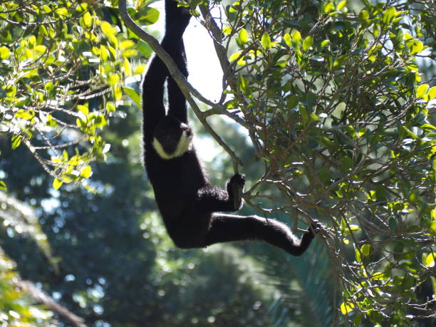 istock Closeup shot of a hanging monkey 1461593912