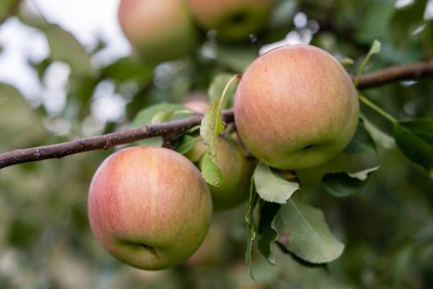 istock Closeup shot of apples growing on a tree 1461593928