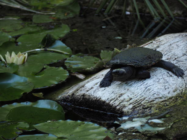 istock Turtle by the lake with lotus in the background 1461593935
