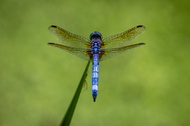 istock Closeup shot of a blue dragonfly 1461593973