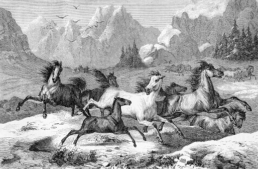Beautiful vintage engraving of wild horses running free in a mountain  winter panoramic environment