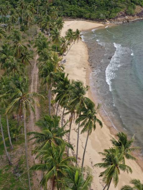 istock Beautiful view of a beach and large trees under the blue sky 1461594211