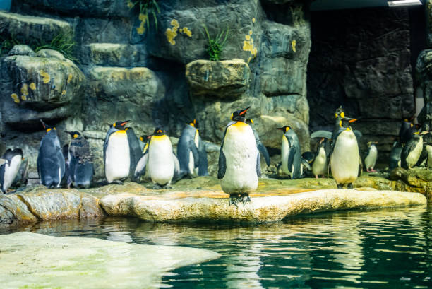 istock Raft of penguins on a rocky surface 1461594284