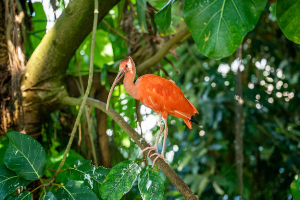 istock Closeup shot of a red ibis bird on a tree 1461594294