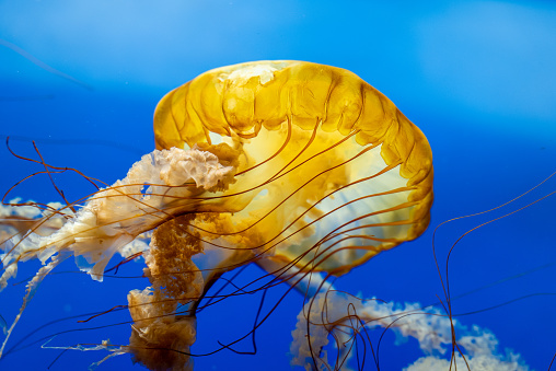 A jellyfish, underwater.