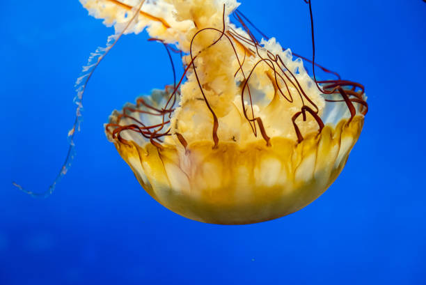 istock Closeup shot of a large medusozoa underwater 1461594320