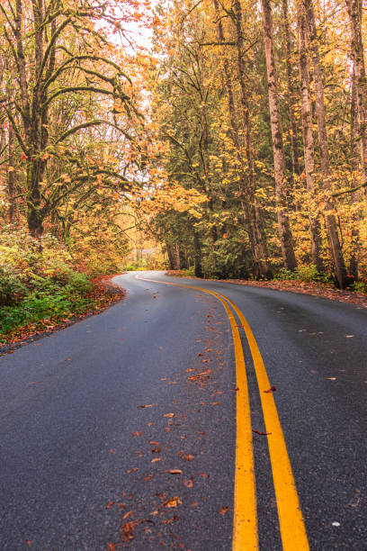 istock Vertical shot of an empty road surrounded by a forest during an autumn day 1461594439