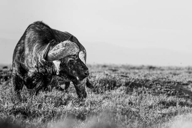Grayscale of an African Buffalo on the grass with a light sky