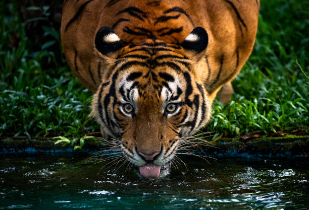 水を飲みながらカメラを見ているトラの自然な眺め