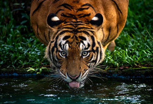 A natural view of a tiger looking at the camera while drinking water