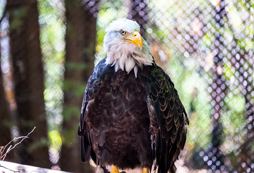A portrait of a bald eagle with an attentive look isolated in the cage