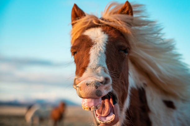 istock White and brown Icelandic horse with an open mouth 1461594917