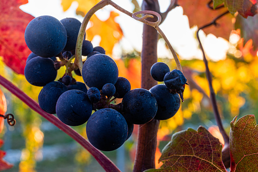 Vineyard setting with bunches of ripe, plump, red grapes ready to be harvested and made into red wine