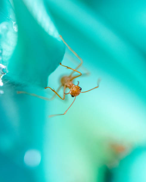 istock Selective focus shot of a spider on a blue flower 1461595930