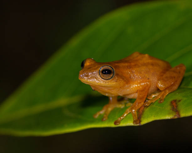 istock Closeup shot of a brown frog on a leaf 1461595957