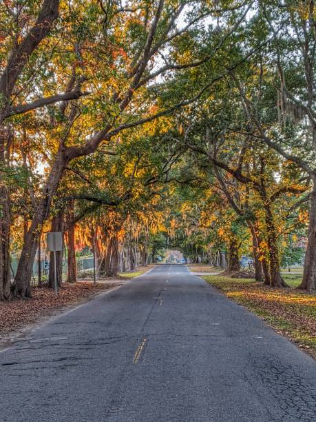istock Vertical shot of a road lined with big trees on the side 1461596234