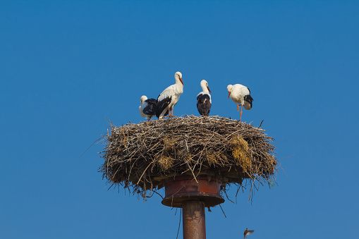 stork nest on a high post