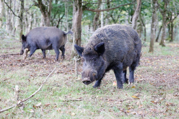 istock Beautiful view of Boars in the forest 1461596321