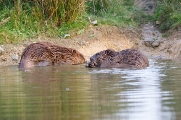 istock Beautiful view of common beavers in the lake 1461596421