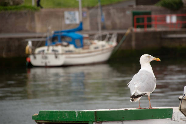 istock Closeup shot of a perched gull 1461596426