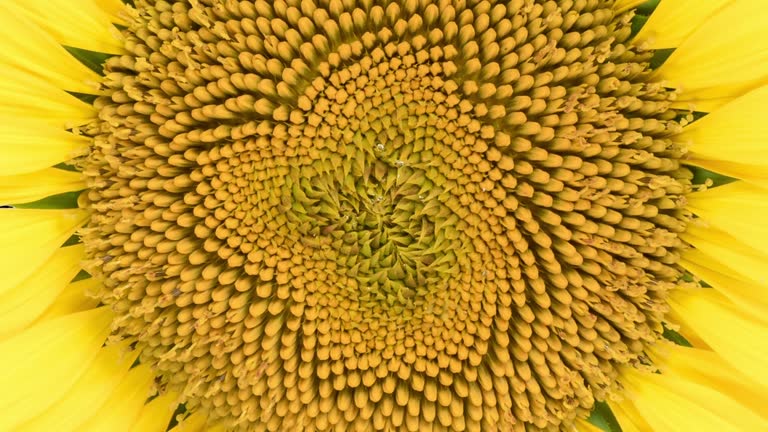 Time Lapse opening Sunflower Head close-up