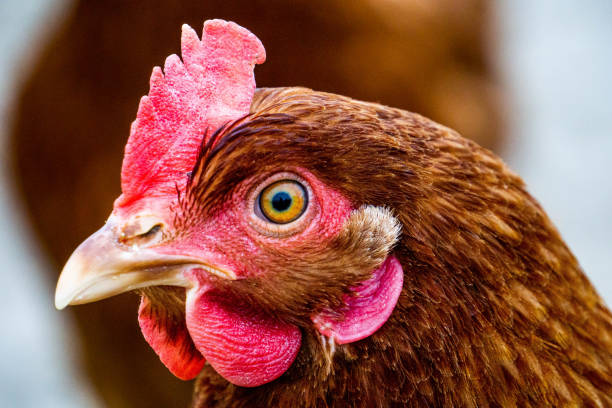 istock Closeup shot of a brown rooster face 1461596884